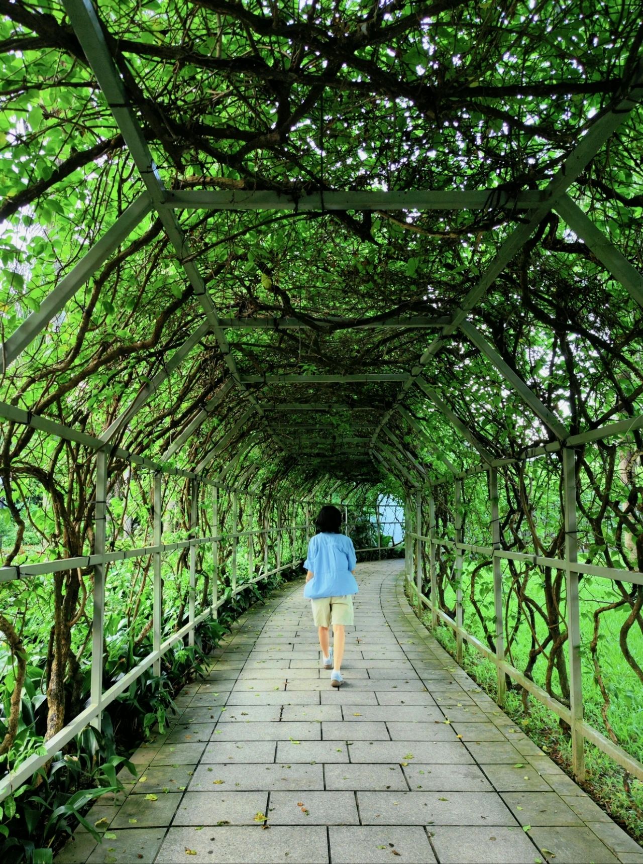 Shenzhen Treasure photo place! Lotus Lake hidden in the city