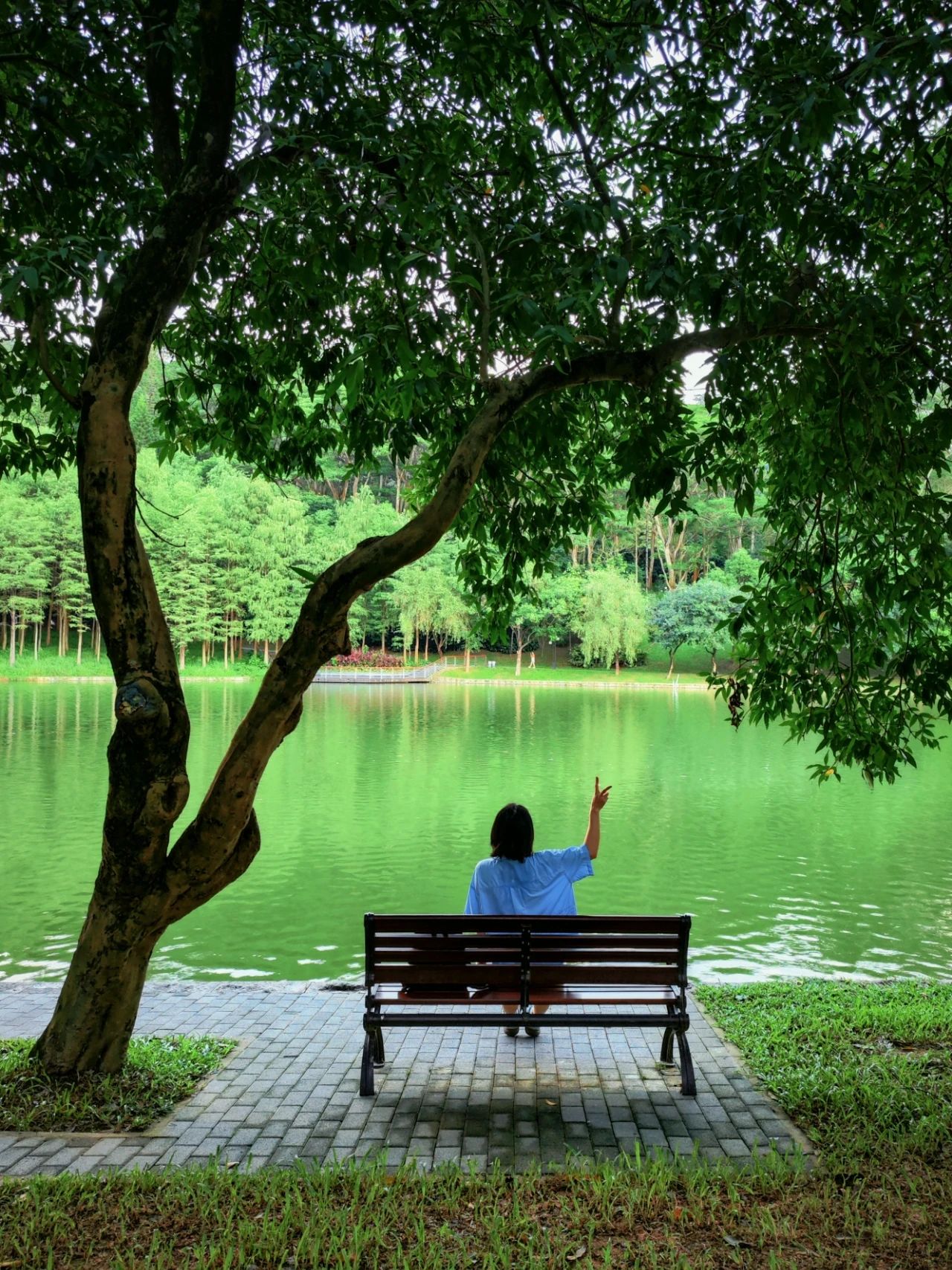 Shenzhen Treasure photo place! Lotus Lake hidden in the city