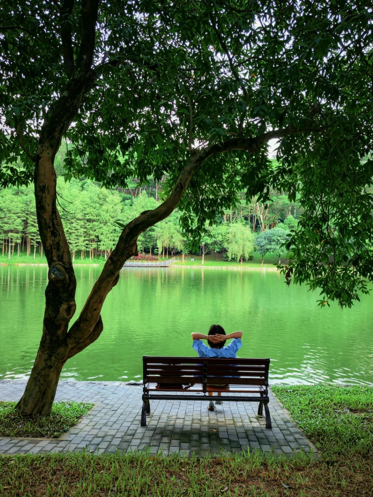 Shenzhen Treasure photo place! Lotus Lake hidden in the city