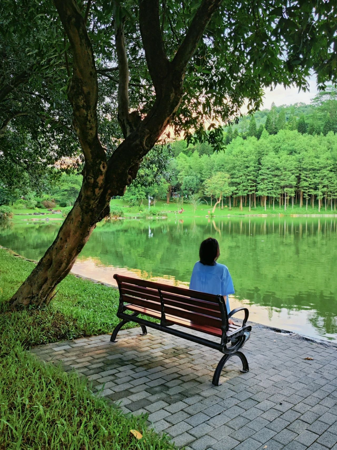 Shenzhen Treasure photo place! Lotus Lake hidden in the city