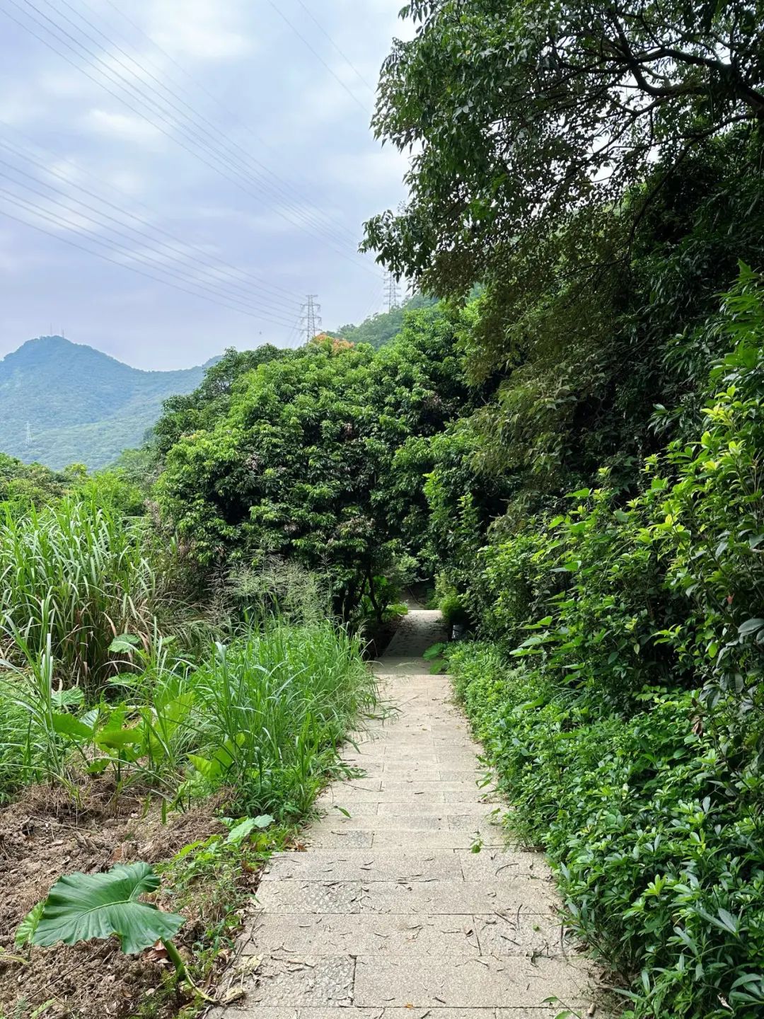 New on Tonglang Mountain! 