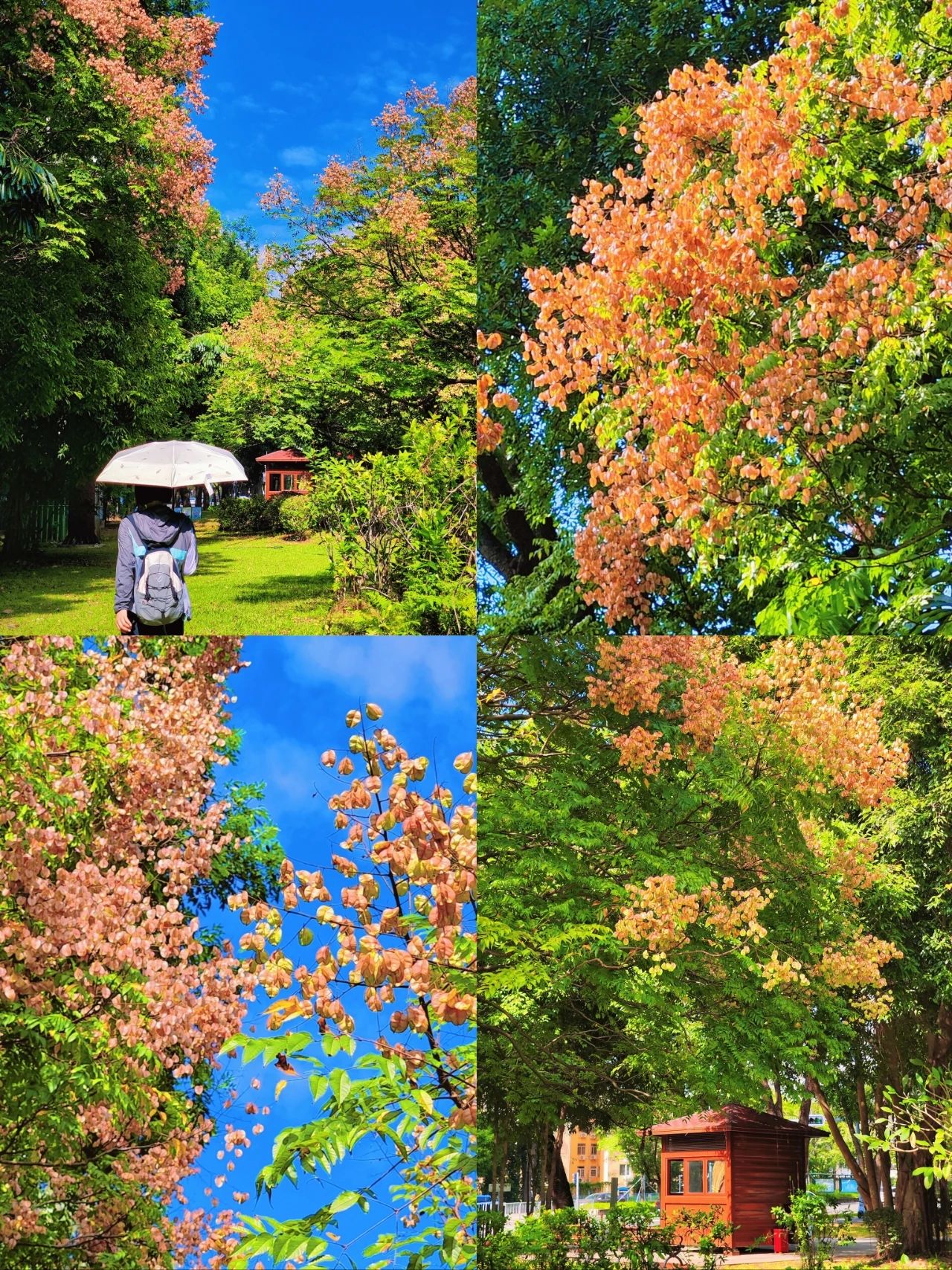 At Lotus Hill in Shenzhen, photographed the Luan tree written by Shi Tiesheng 🍁