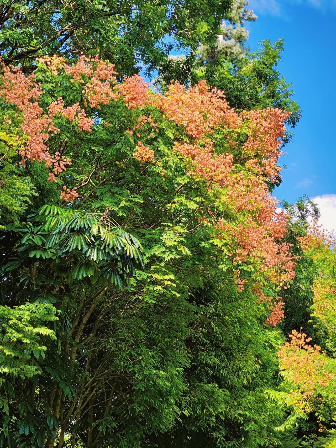 photographed the Luan tree written by Shi Tiesheng