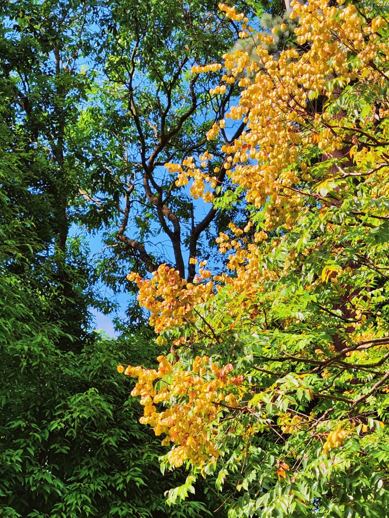 photographed the Luan tree written by Shi Tiesheng