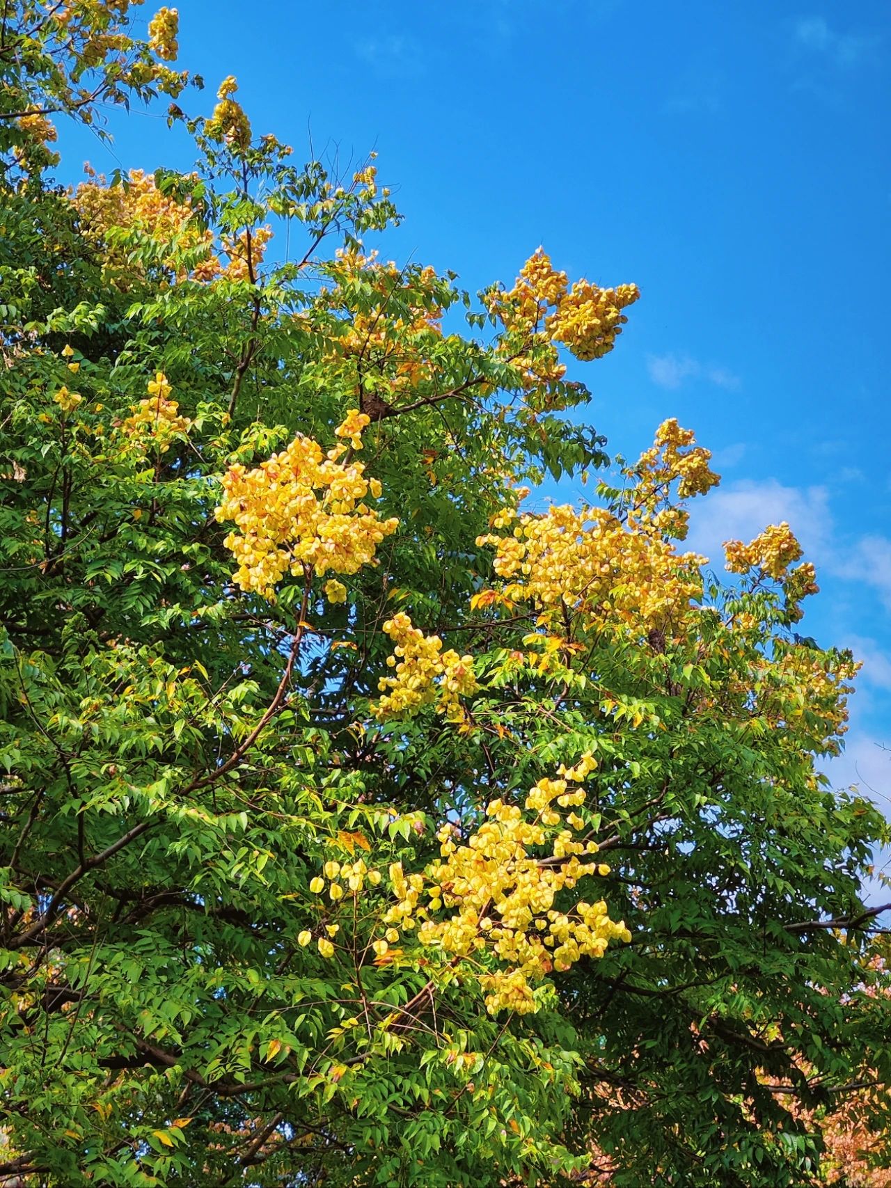 photographed the Luan tree written by Shi Tiesheng