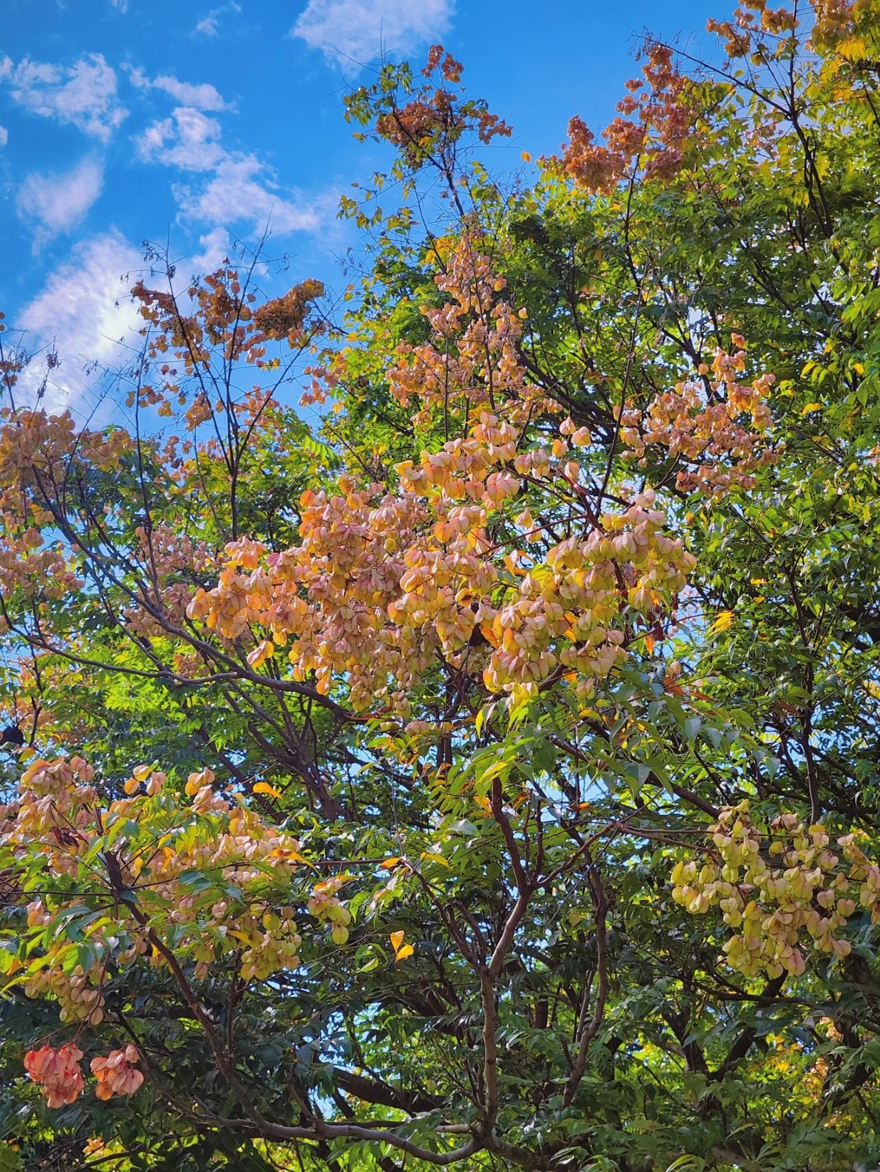 photographed the Luan tree written by Shi Tiesheng