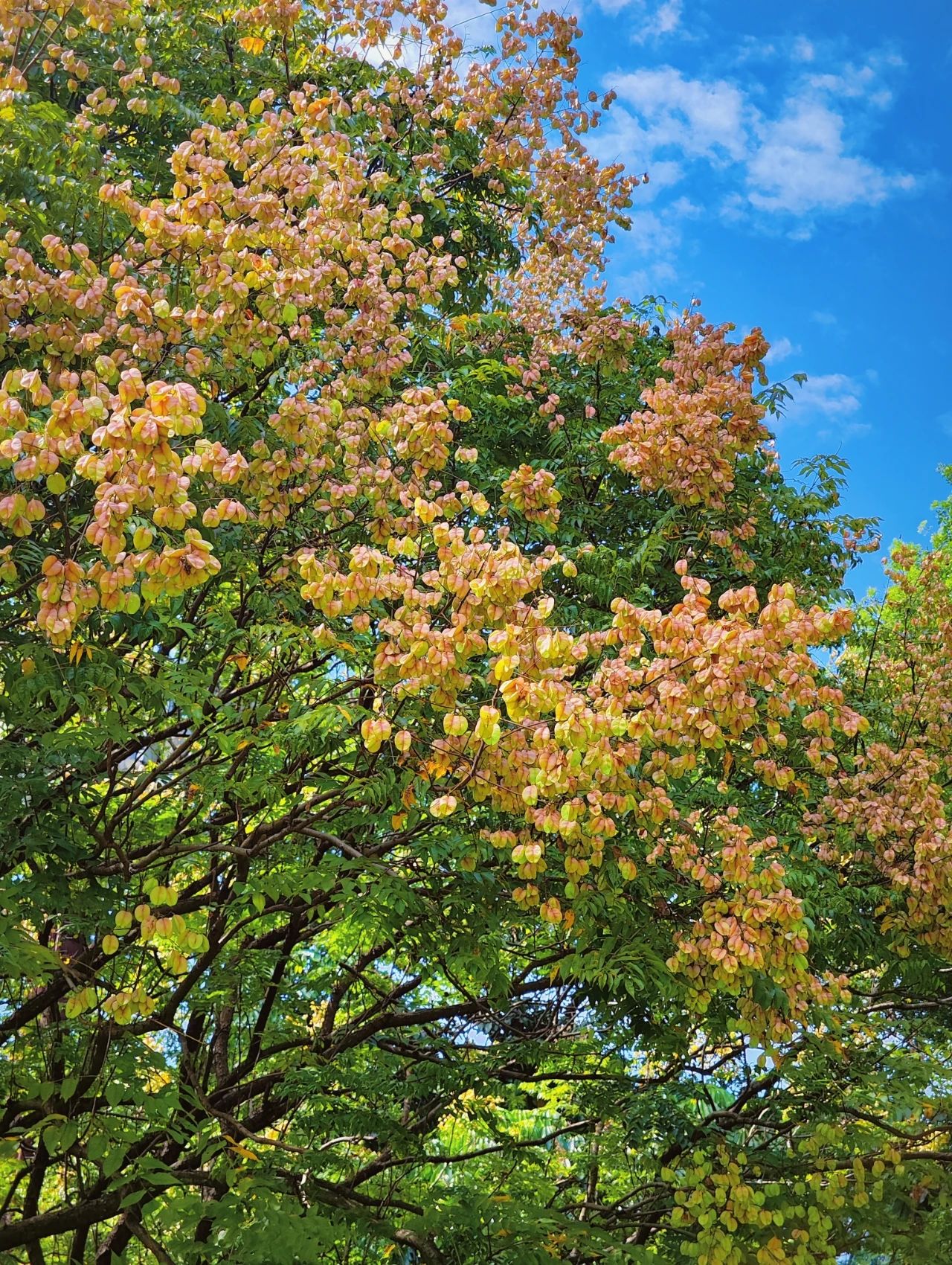 photographed the Luan tree written by Shi Tiesheng