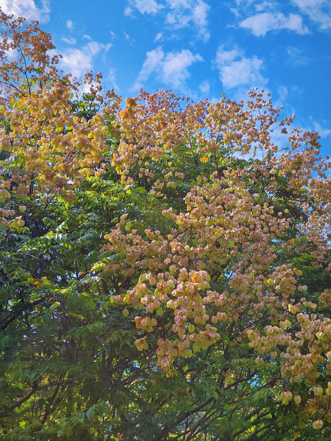 photographed the Luan tree written by Shi Tiesheng