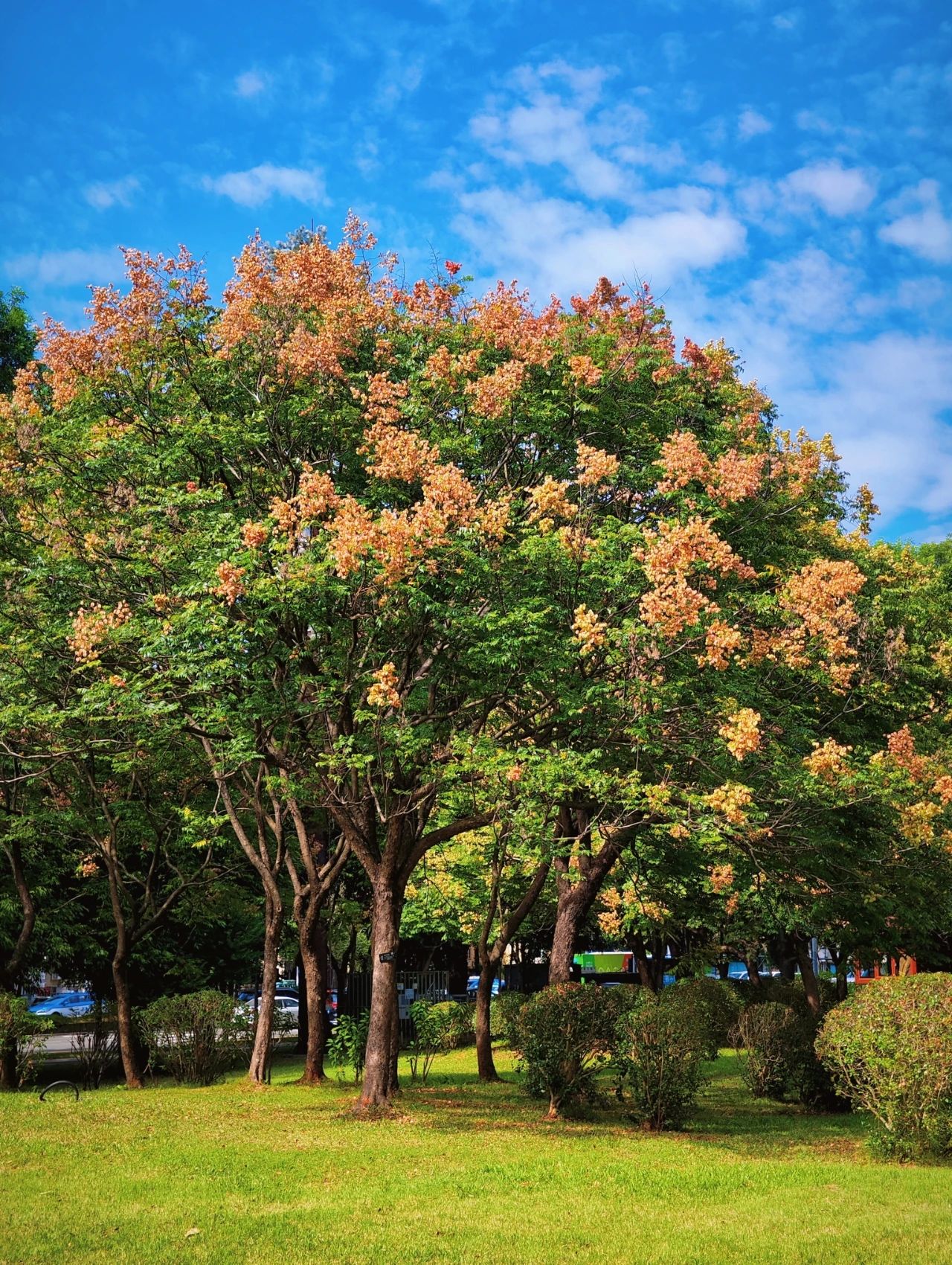 photographed the Luan tree written by Shi Tiesheng