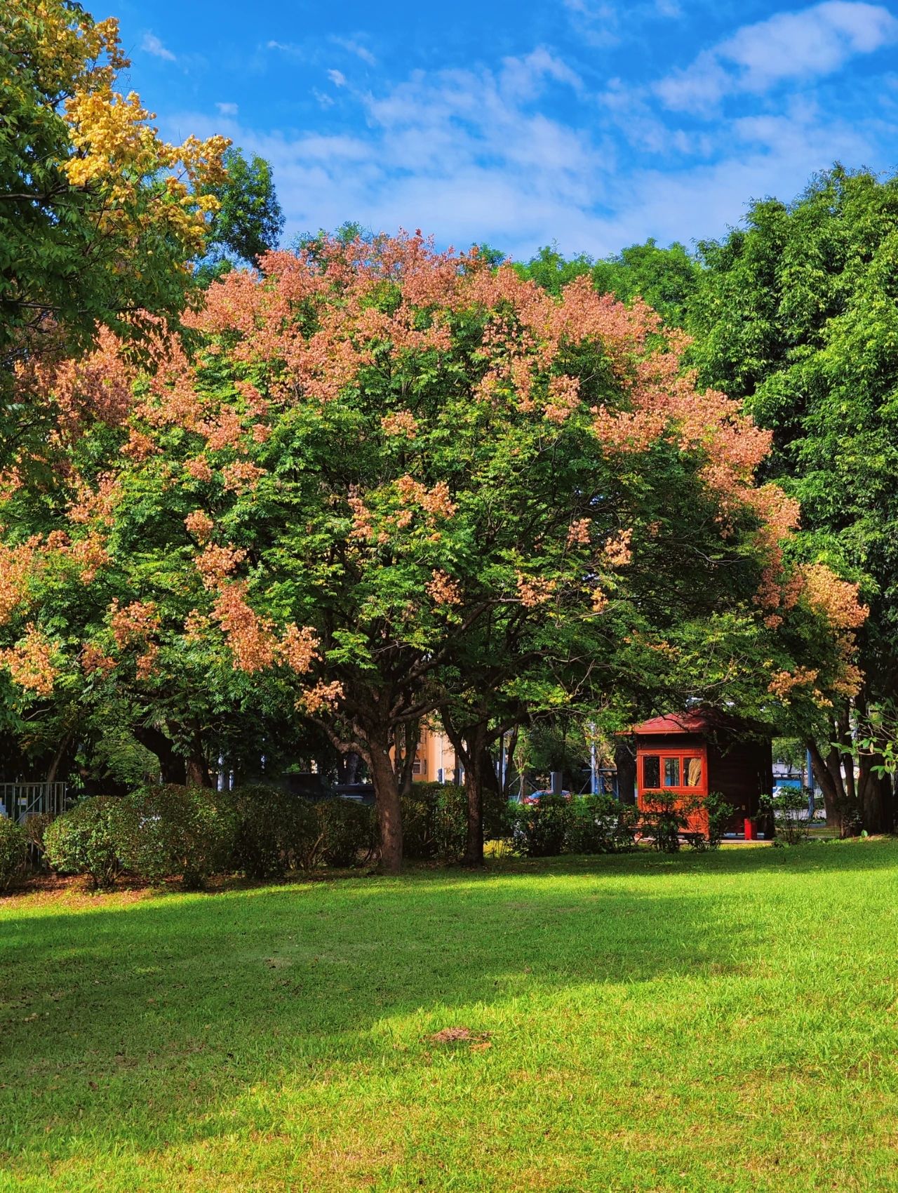 photographed the Luan tree written by Shi Tiesheng