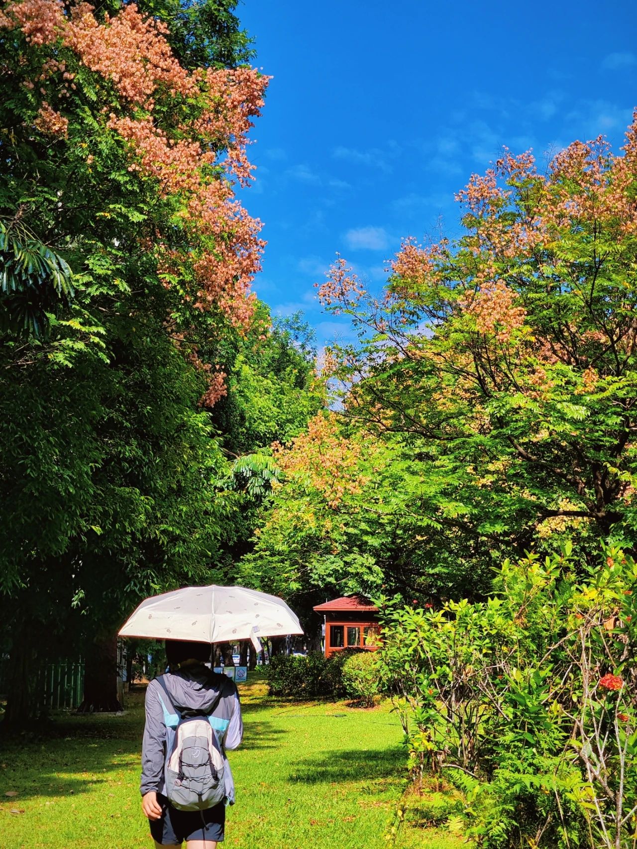 photographed the Luan tree written by Shi Tiesheng