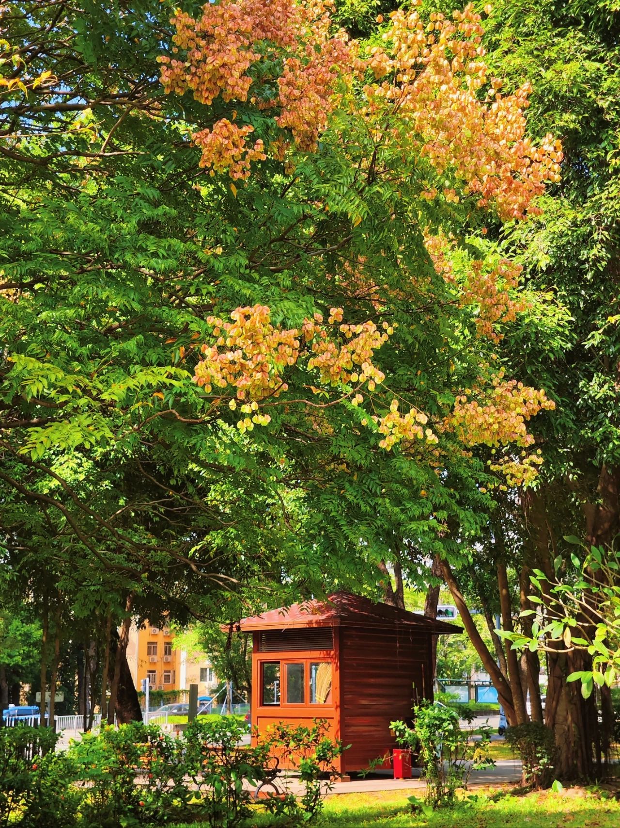 photographed the Luan tree written by Shi Tiesheng