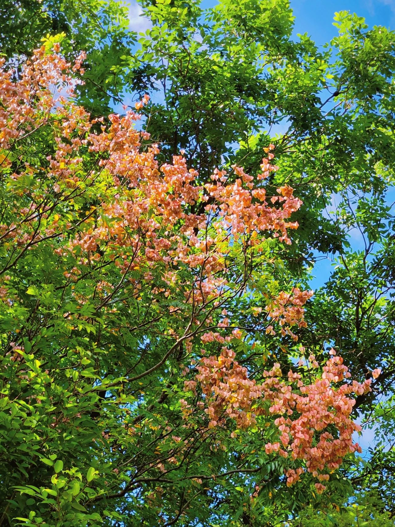 photographed the Luan tree written by Shi Tiesheng