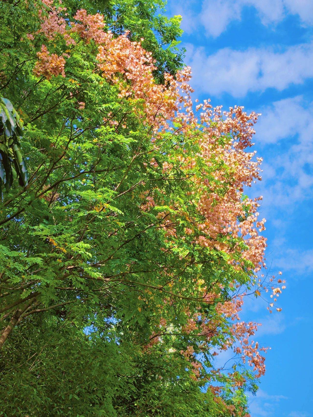 photographed the Luan tree written by Shi Tiesheng