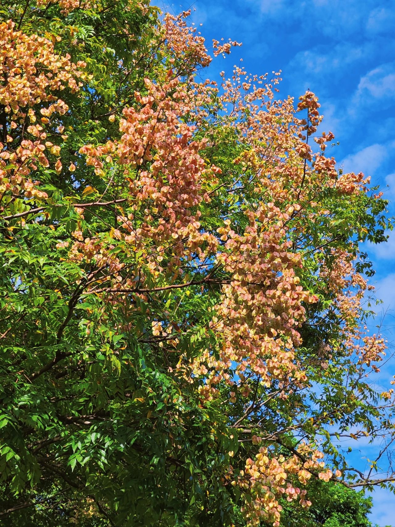 photographed the Luan tree written by Shi Tiesheng