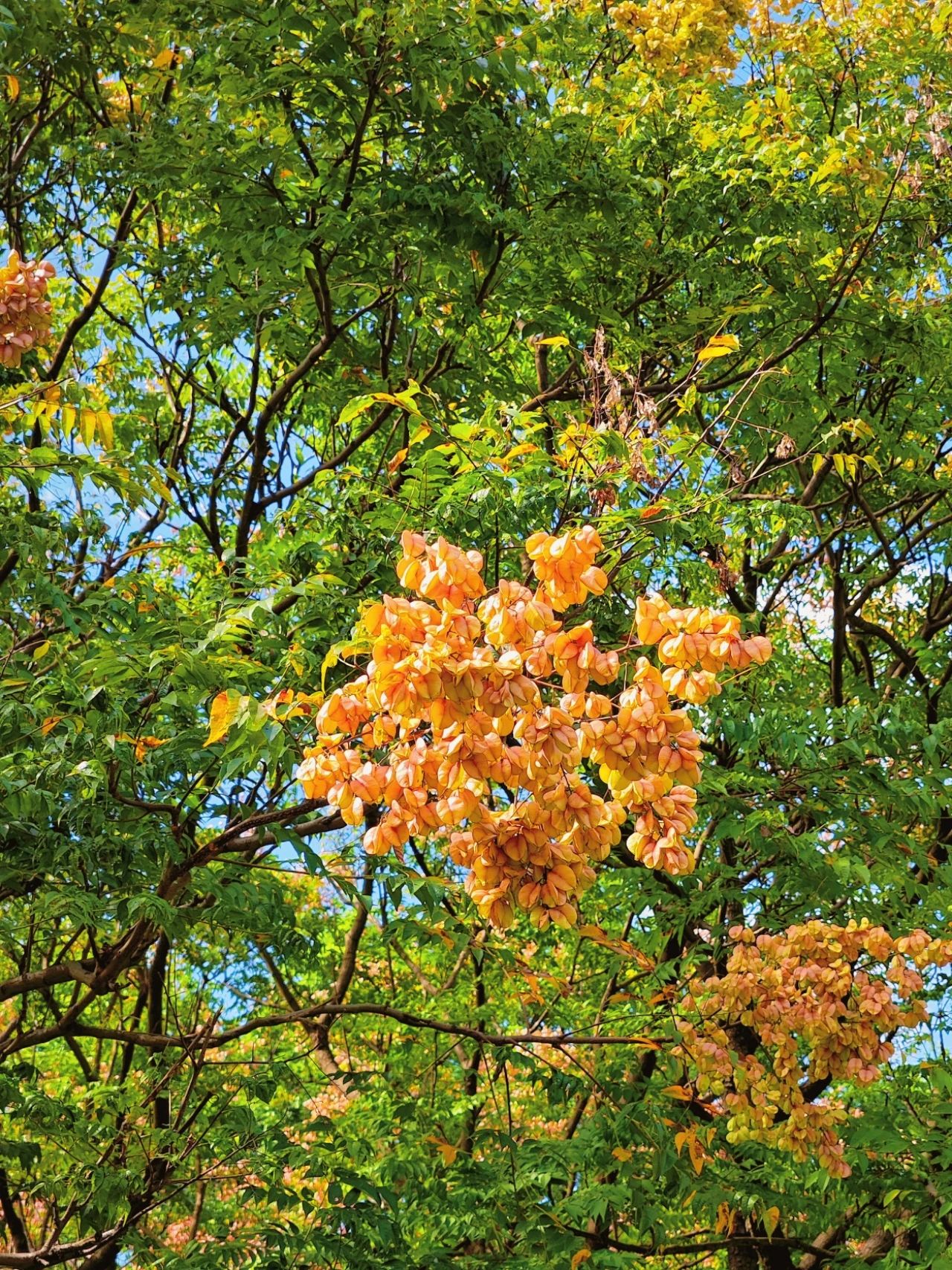 photographed the Luan tree written by Shi Tiesheng