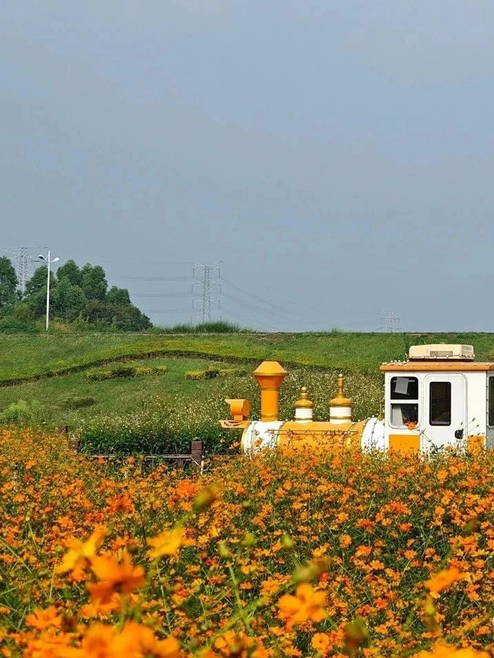 Autumn in Guangdong has not only pink romance but also colorful flower fields!