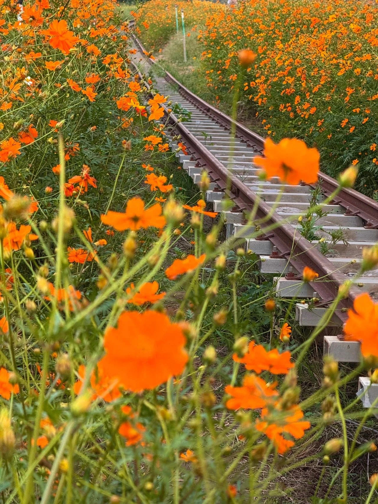 pink romance and colorful flower fields