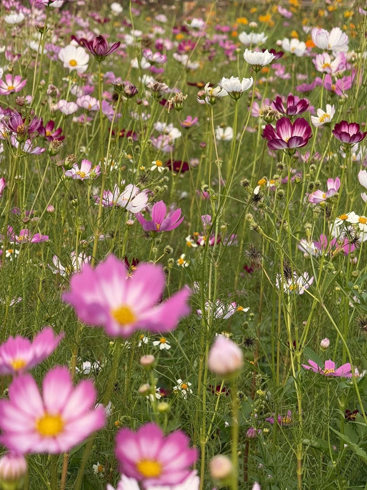 pink romance and colorful flower fields