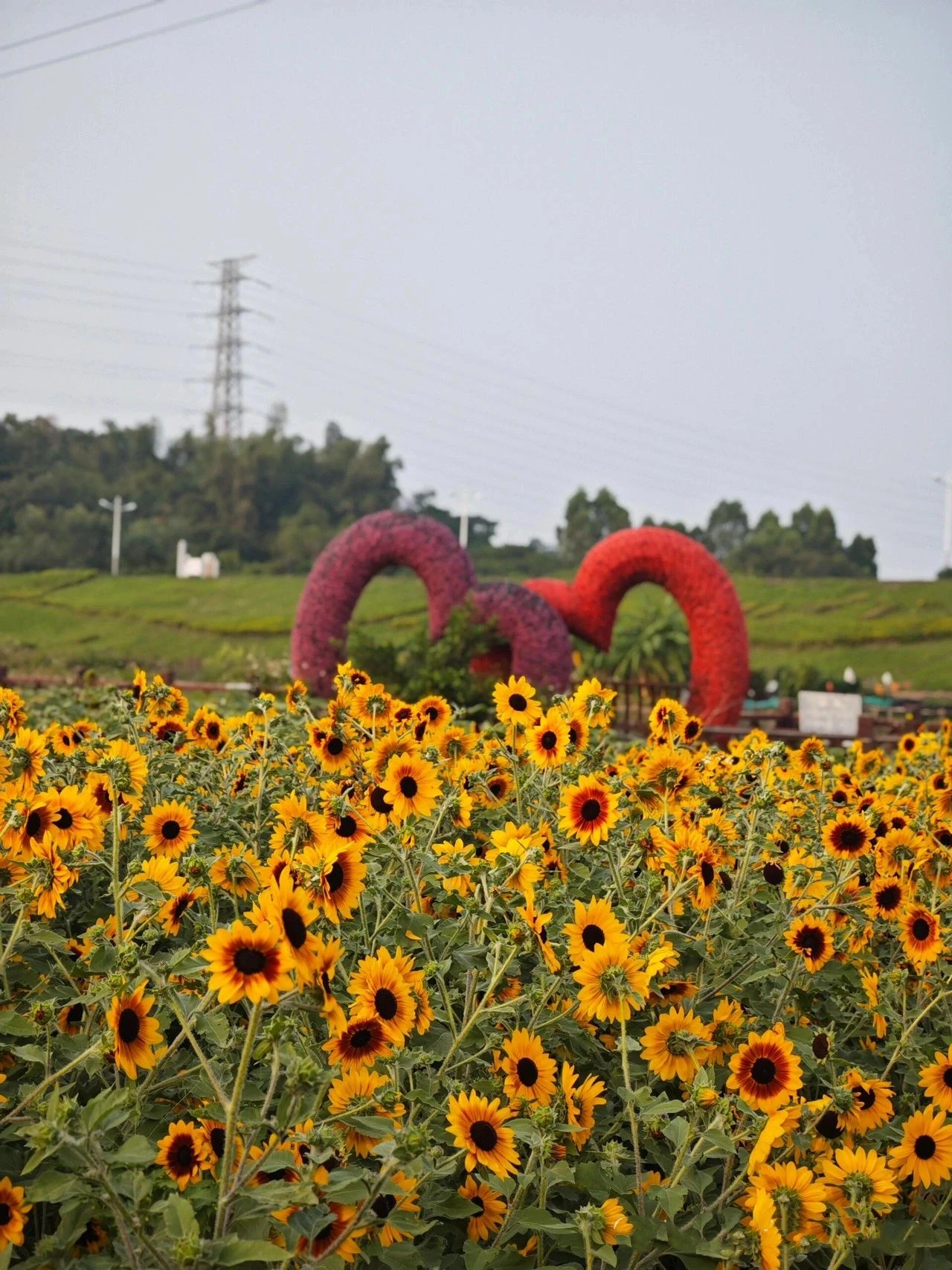 pink romance and colorful flower fields