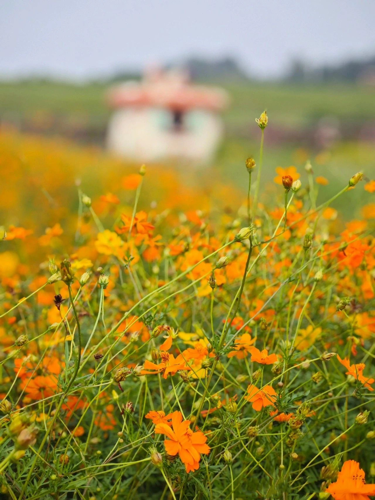 pink romance and colorful flower fields