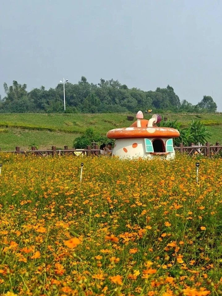 pink romance and colorful flower fields