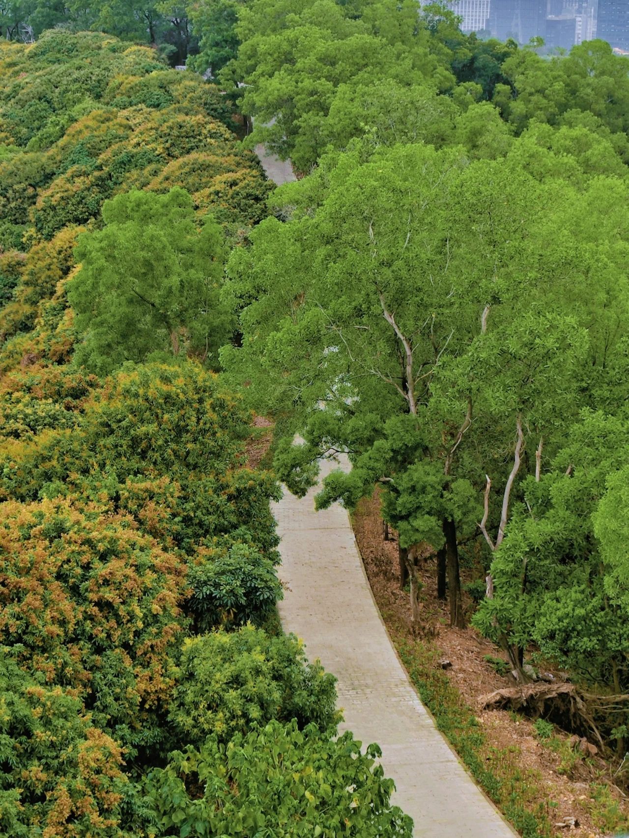 Sanlian Country Park, Shenzhen's treasured greenway to the secret forest, 99% of people have never been there!