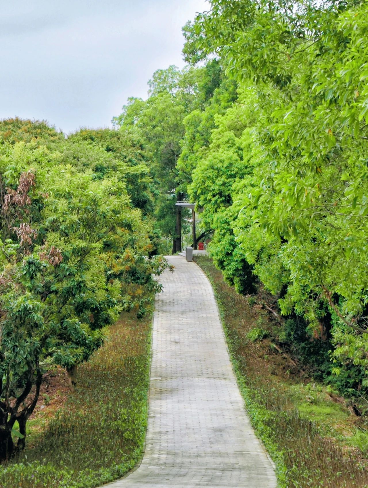 Sanlian Country Park, Shenzhen's treasured greenway to the secret forest