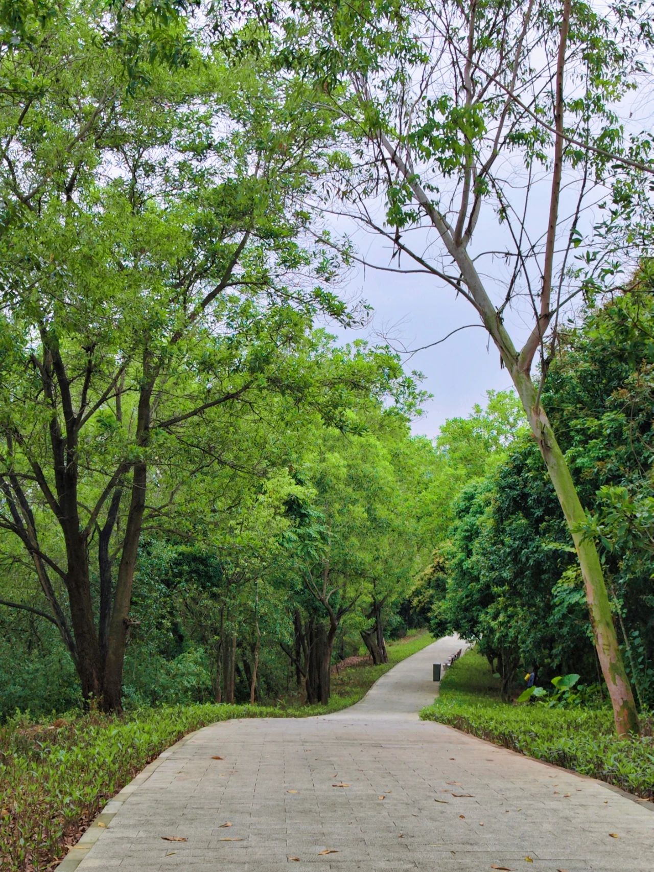 Sanlian Country Park, Shenzhen's treasured greenway to the secret forest