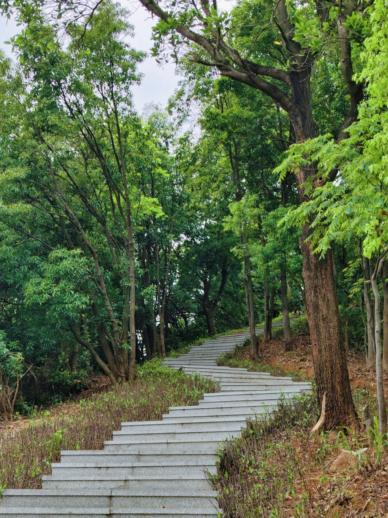 Sanlian Country Park, Shenzhen's treasured greenway to the secret forest