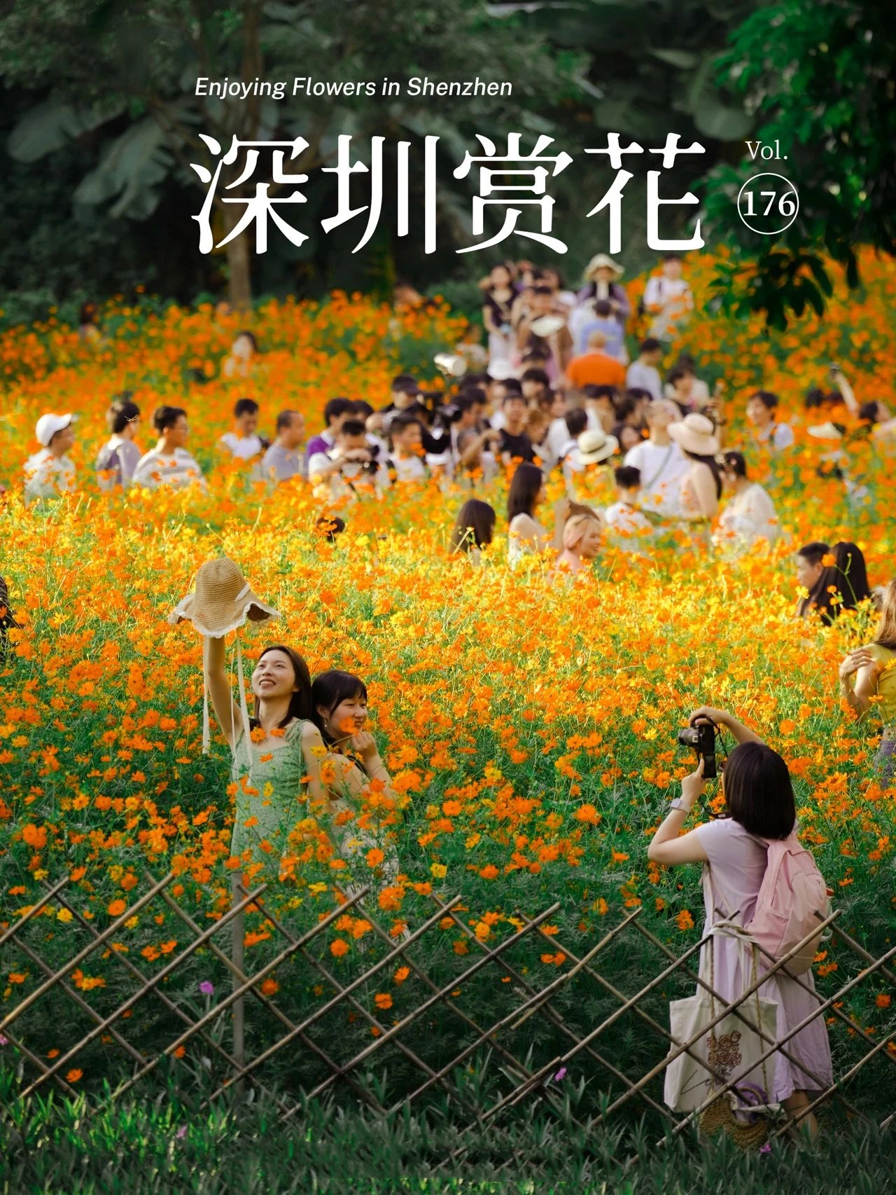 Seize the tail end of the holiday and hit the Shenzhen National Day limited golden flower sea!