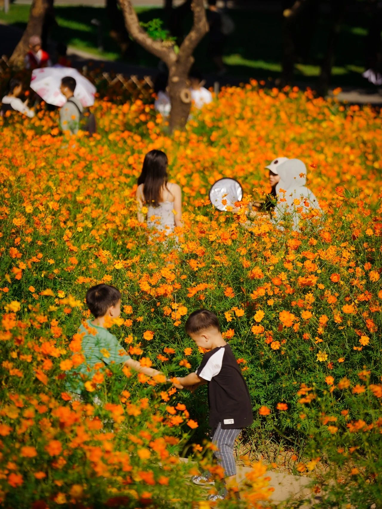 Shenzhen Xili Ecological Park, the National Day limited golden flower sea!