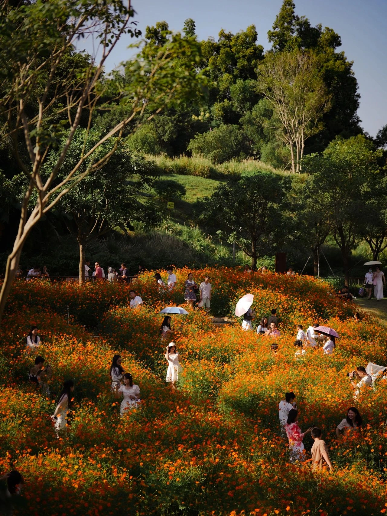 Shenzhen Xili Ecological Park, the National Day limited golden flower sea!