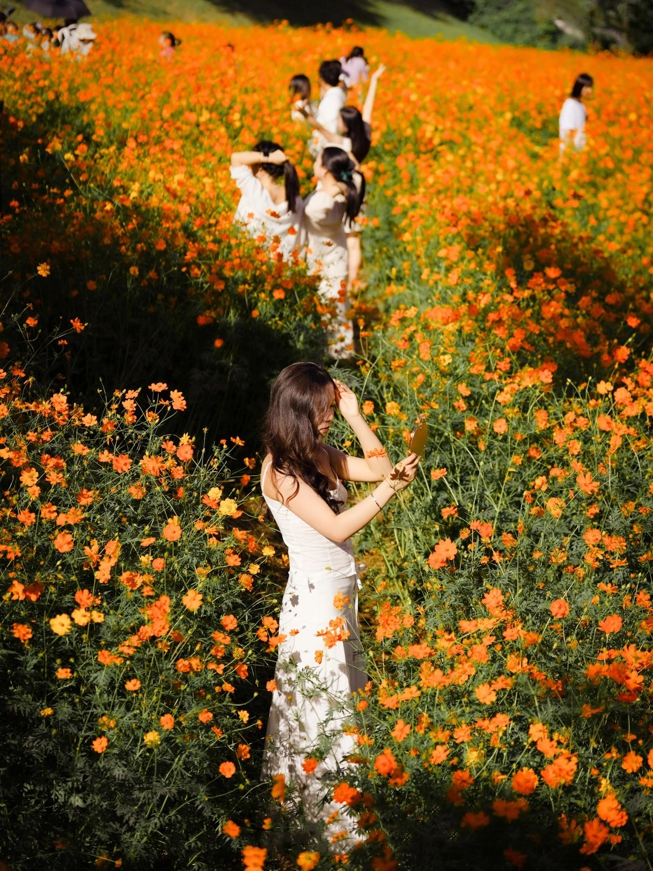 Shenzhen Xili Ecological Park, the National Day limited golden flower sea!