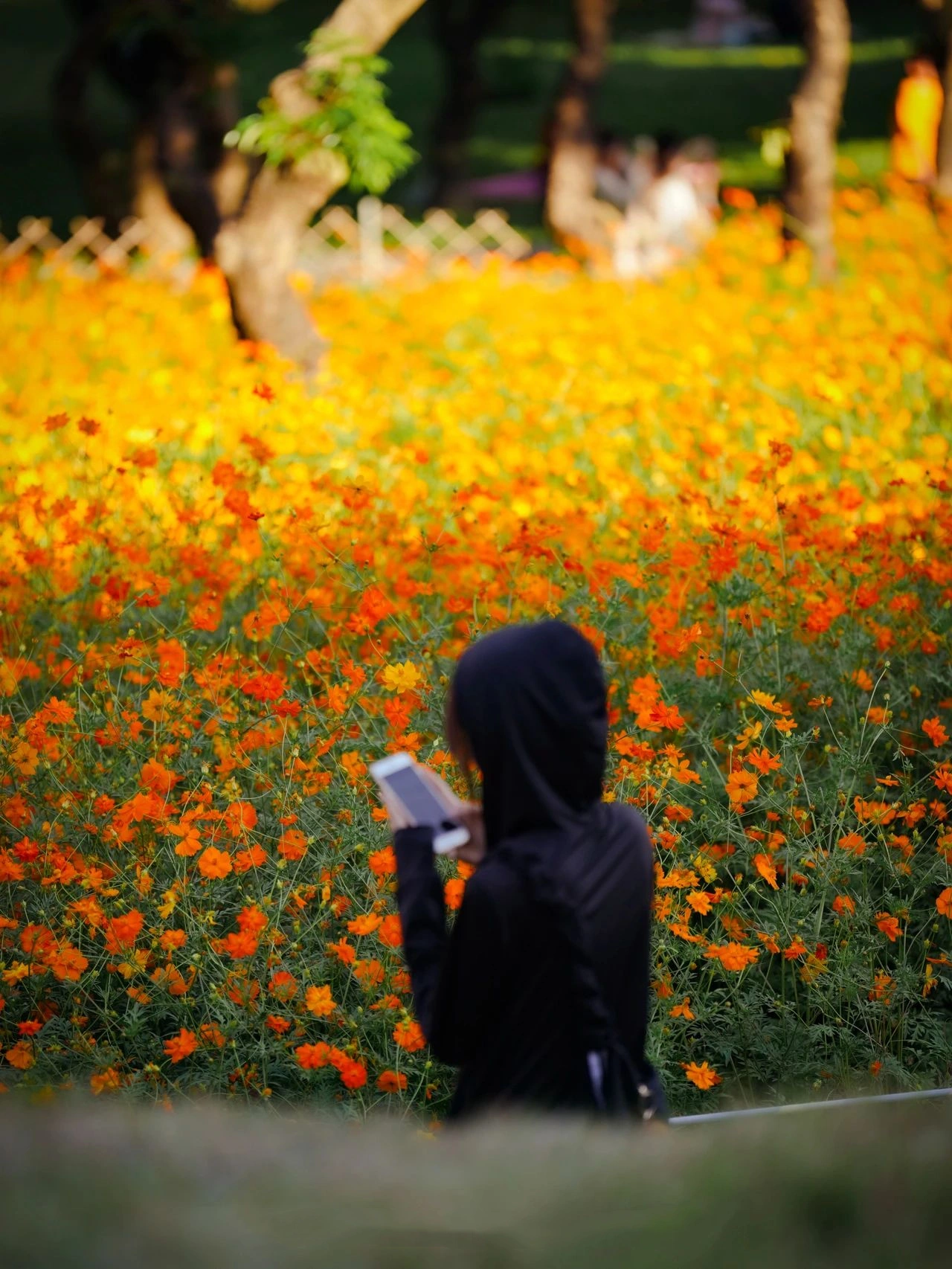 Shenzhen Xili Ecological Park, the National Day limited golden flower sea!