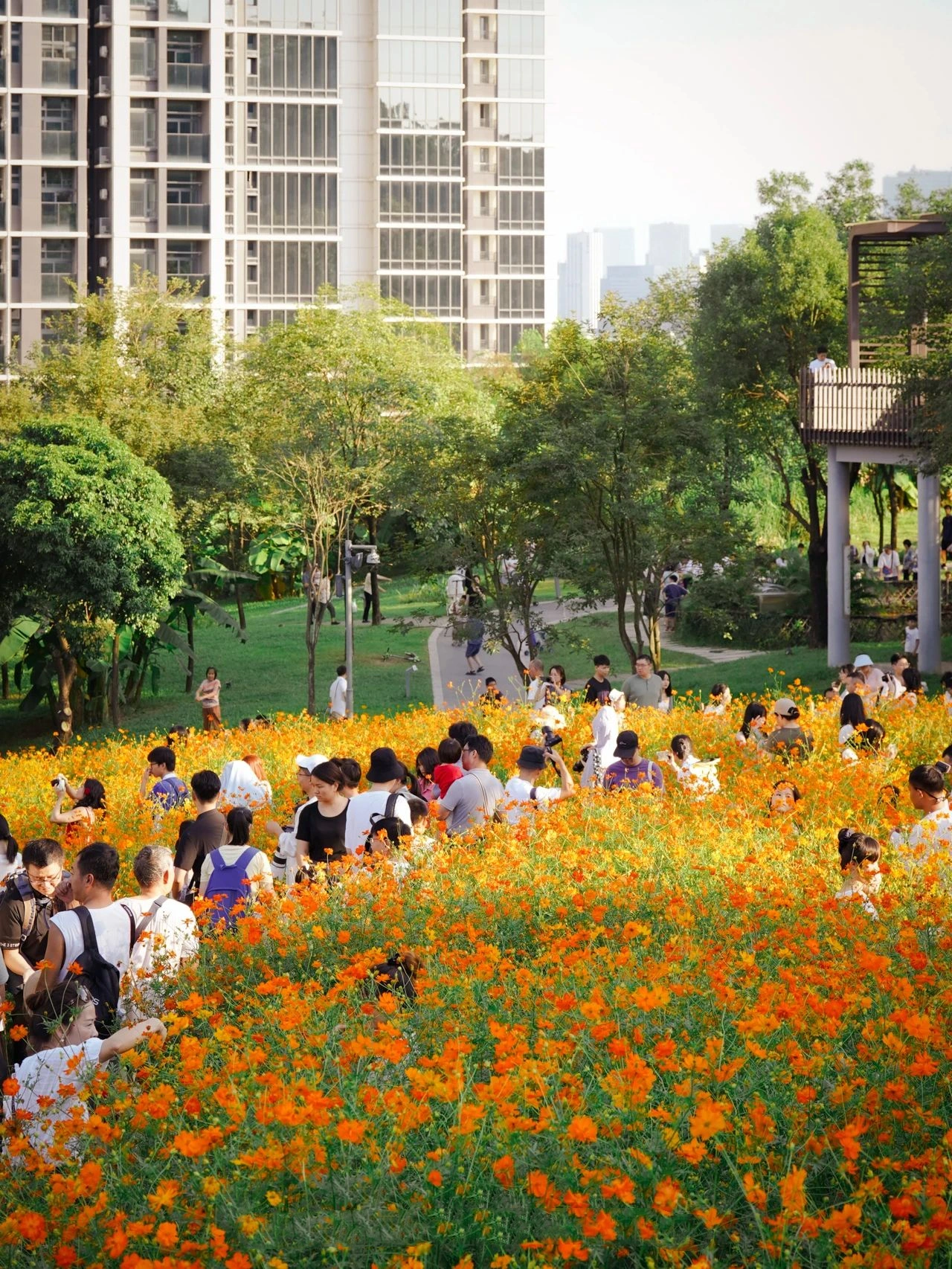 Shenzhen Xili Ecological Park, the National Day limited golden flower sea!