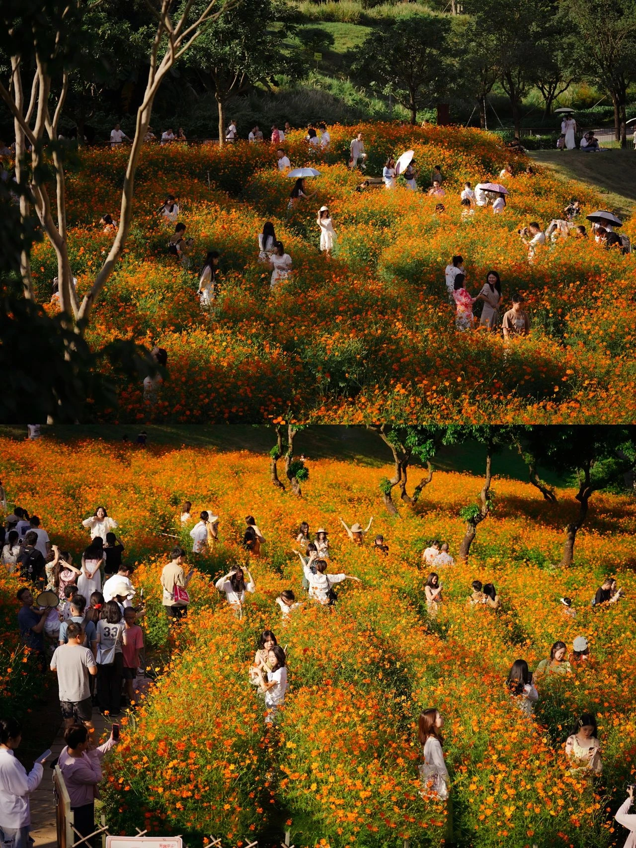 Shenzhen Xili Ecological Park, the National Day limited golden flower sea!