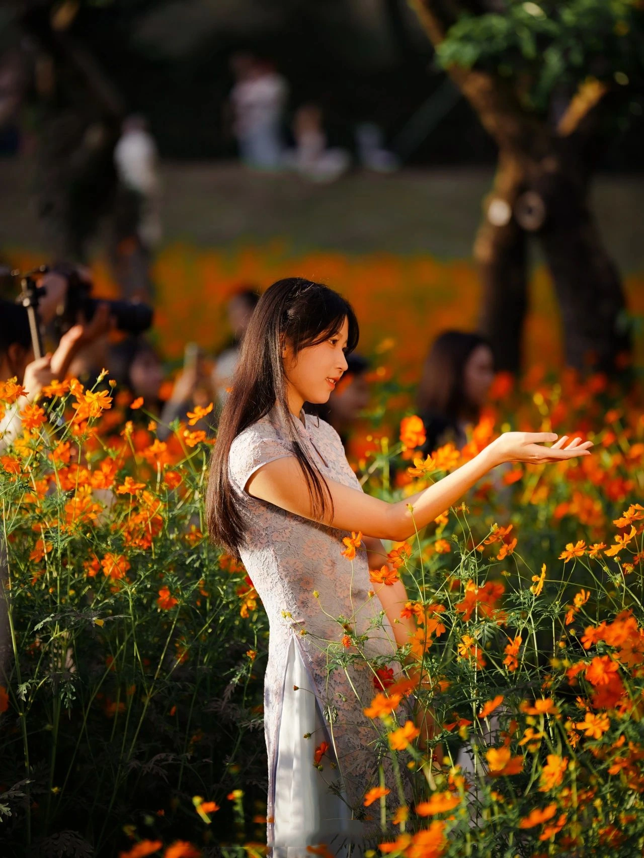 Shenzhen Xili Ecological Park, the National Day limited golden flower sea!