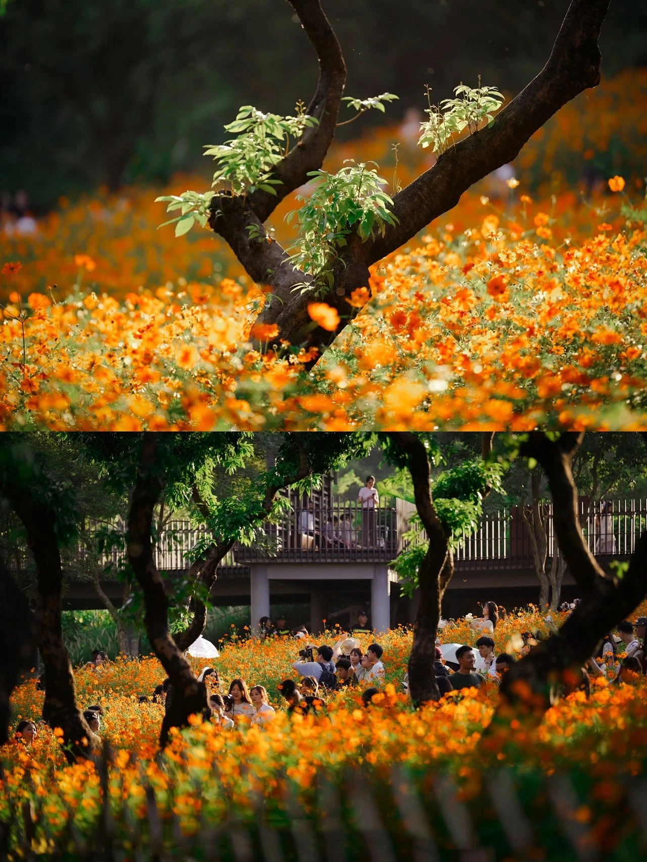 Shenzhen Xili Ecological Park, the National Day limited golden flower sea!