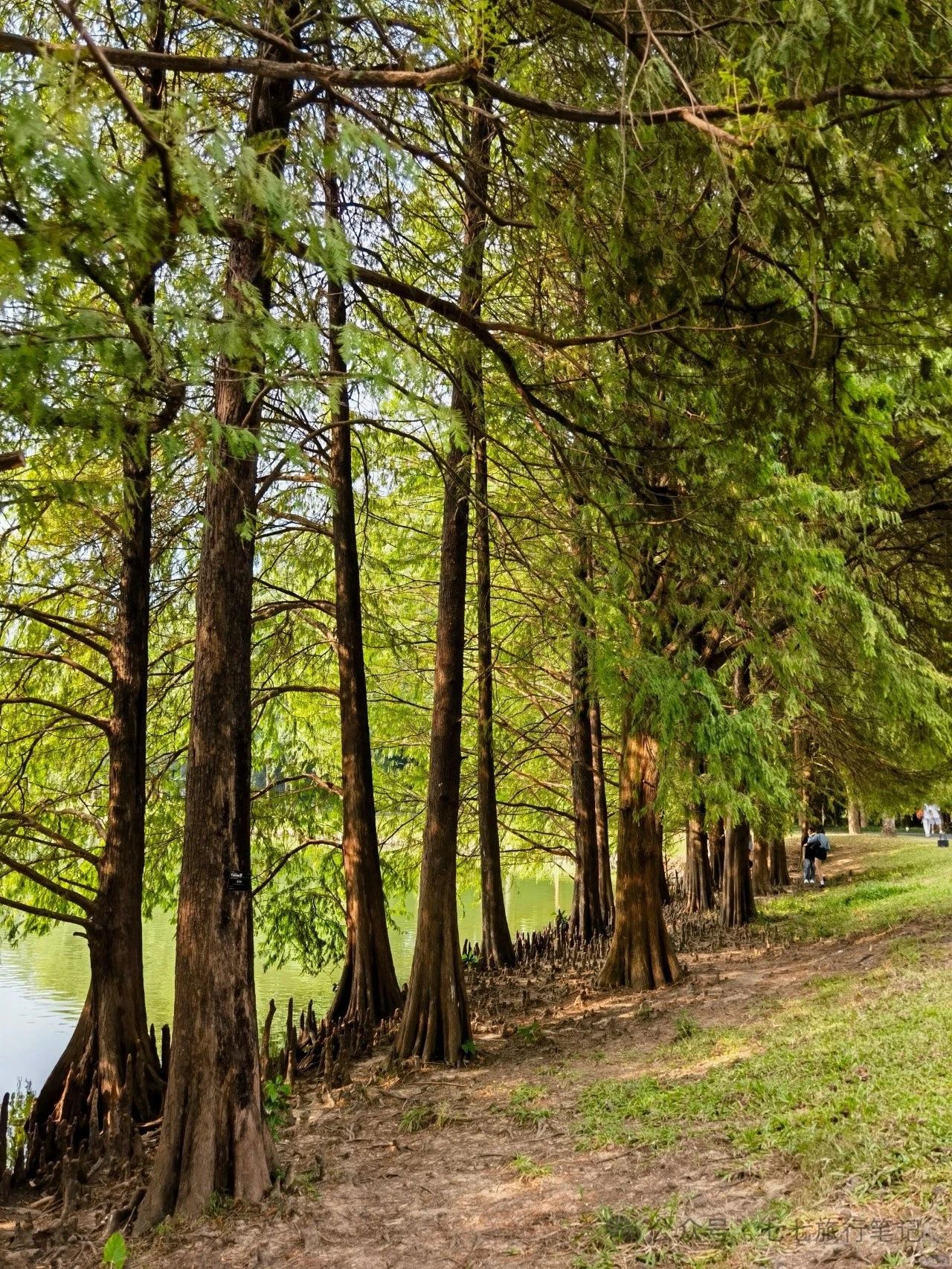 The Botanical Gardens are simply beautiful after fall! A natural oxygen bar in the city