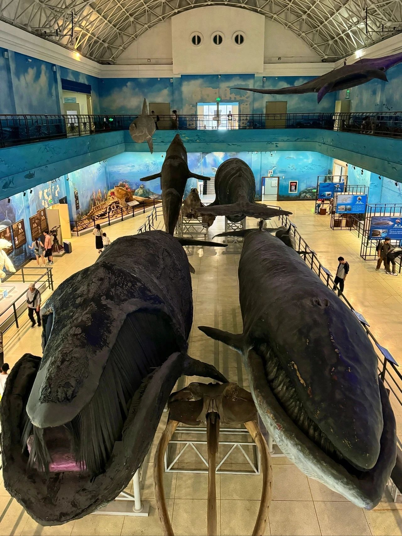 The Dalian Museum of Nature, the museum that blew me away the most so far, has appeared.