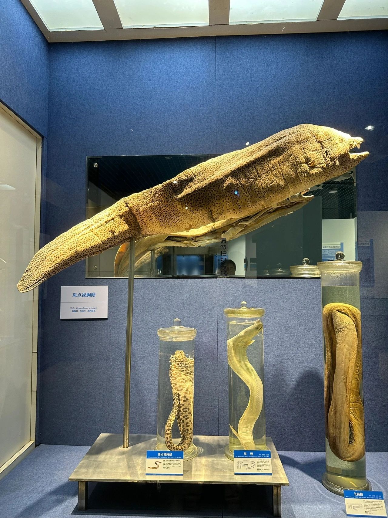 Dalian Nature Museum