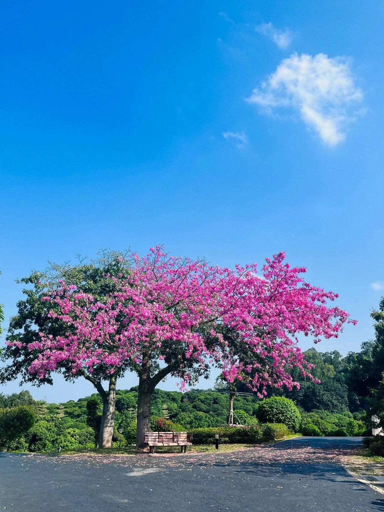 The Dongguan Botanical Garden has more than just love trees, it also has the stunning Isomoku kapok!