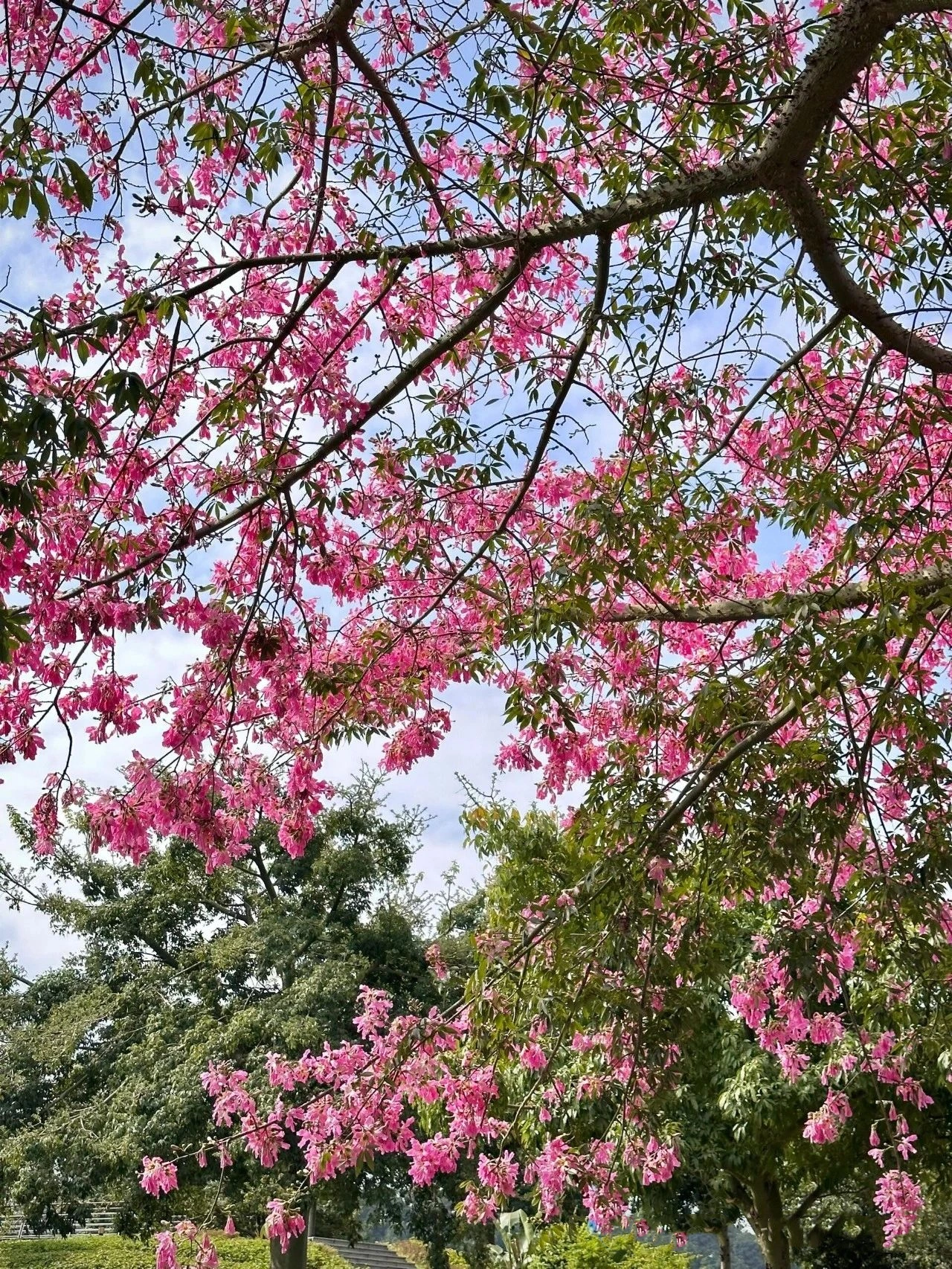 The Dongguan Botanical Garden