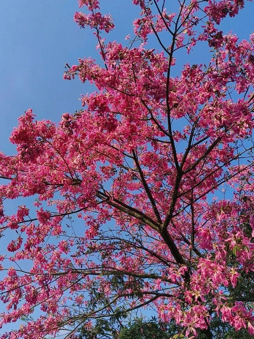 The Dongguan Botanical Garden