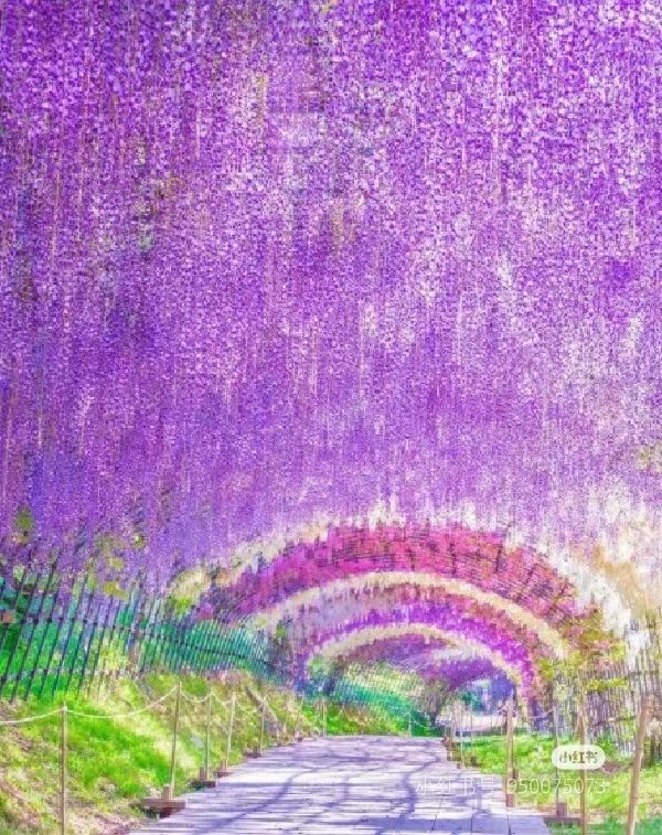 The Wisteria Tunnel, you must go there once in your life with the one you love! The ultimate in romance!