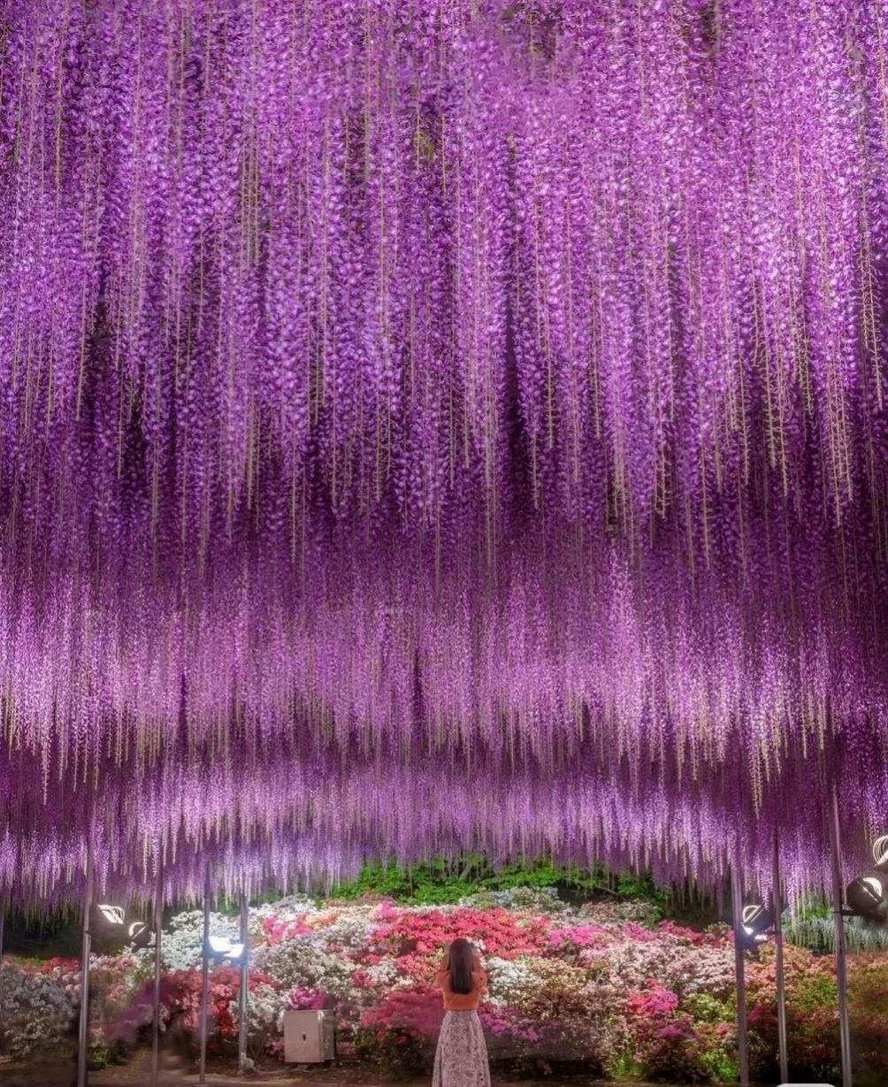 The Wisteria Tunnel