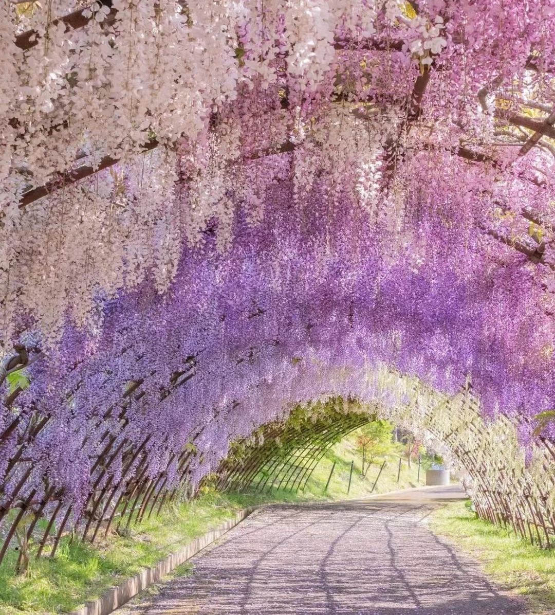 The Wisteria Tunnel