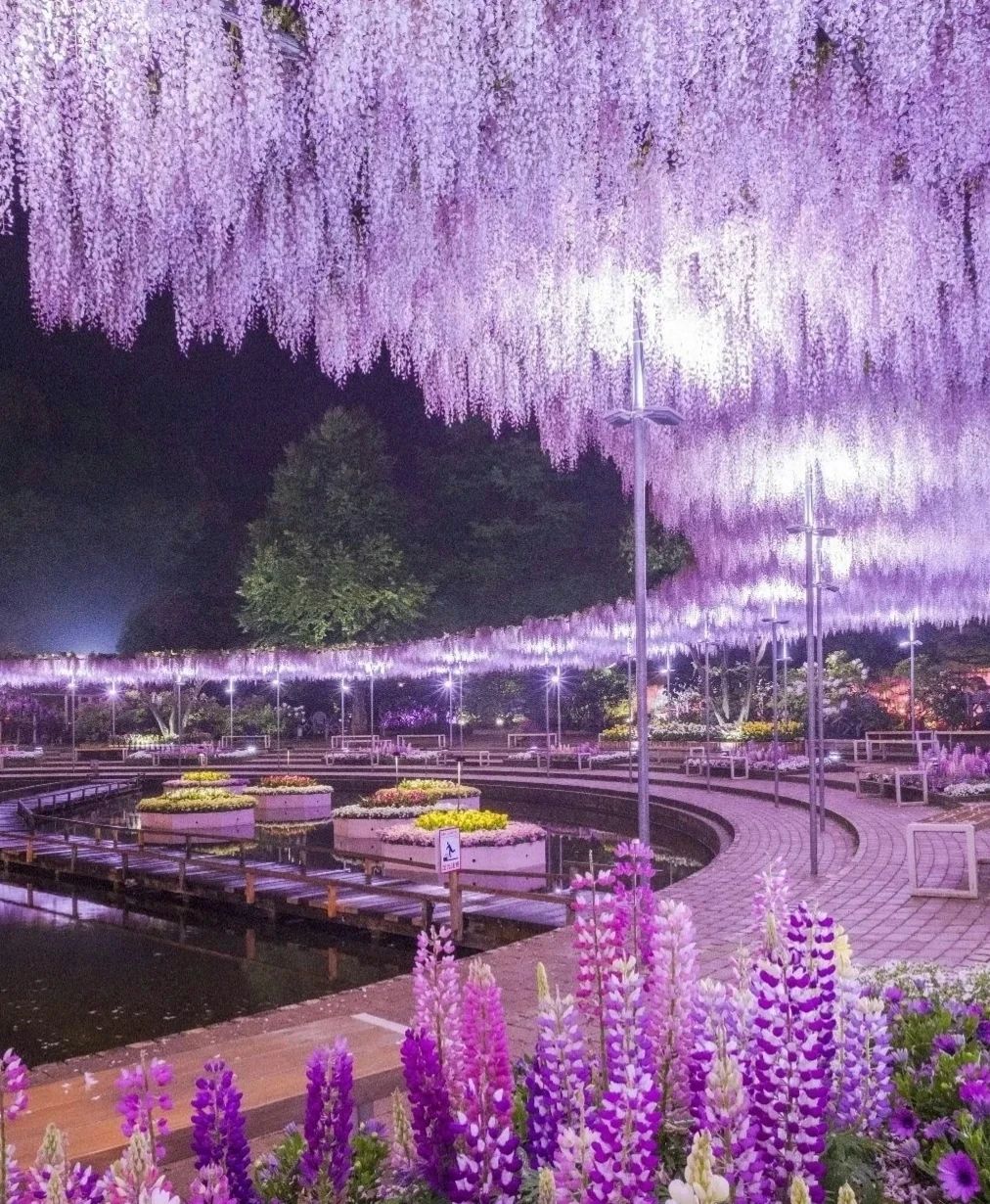 The Wisteria Tunnel