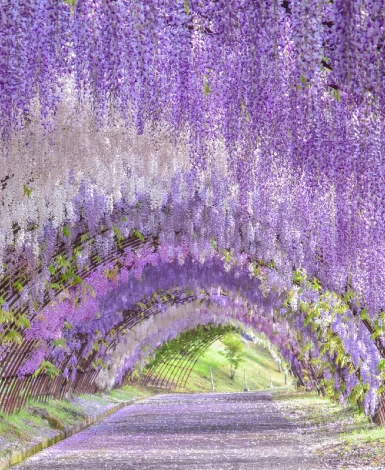 The Wisteria Tunnel